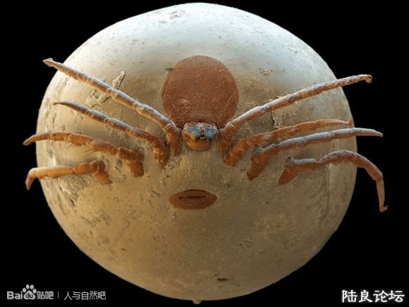 ��ʭ�ӣ���Ѫ�� 