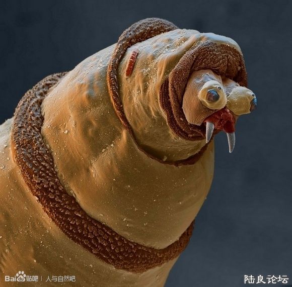 ����������һ�μ�....��������뵽�˽�ʬ