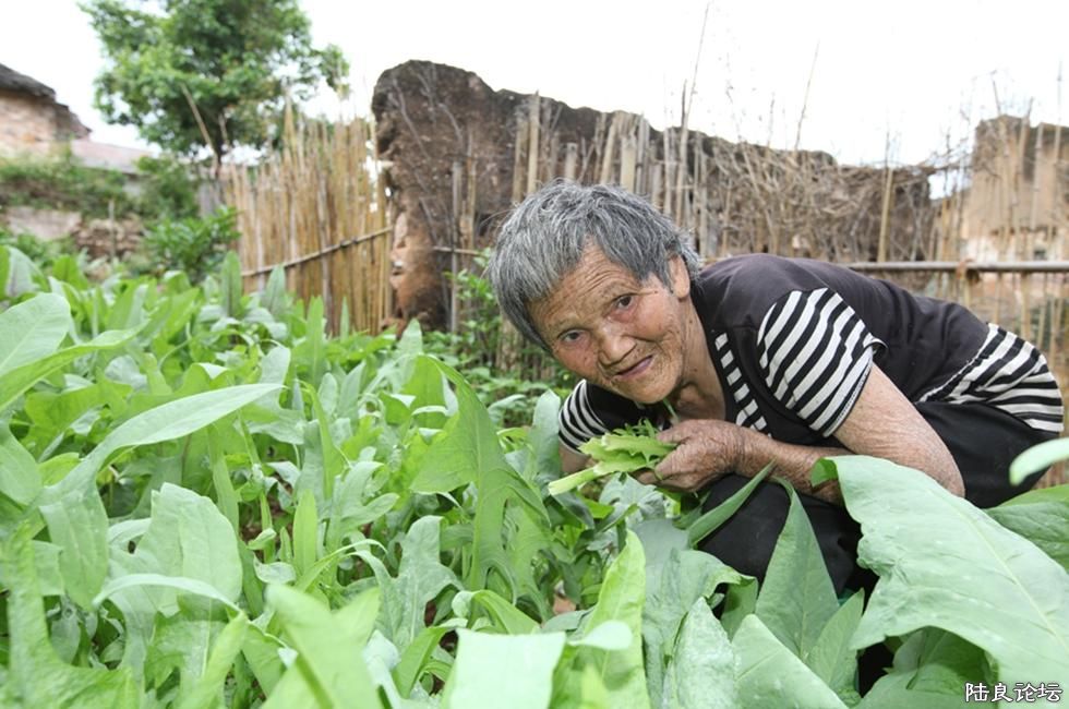 ����Ƭ�˵�ԭ�����Ҽҵģ������ʱ���һ��ֲˣ�����ι�����������������ˣ��ɲ�������ˣ�Ҳ��û���ֲ��ˡ� ...