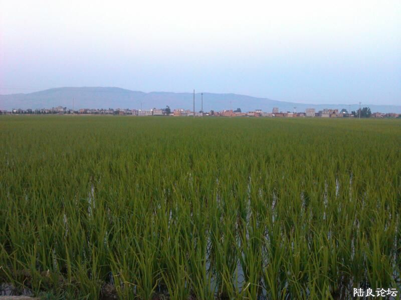 ���ļ�¼��-�������µ���䣬������������һƬ