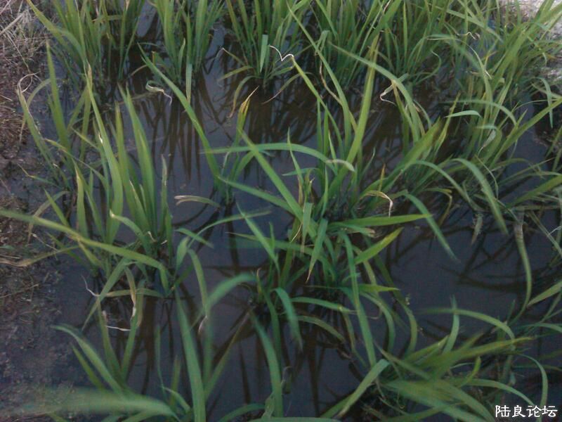 ���ļ�¼��-�������Ե�д��-�����ڳɳ�