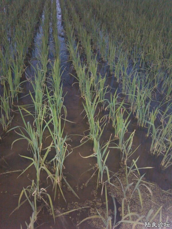 ���ļ�¼��-�������Ƕ���һ��һ���жӵı�