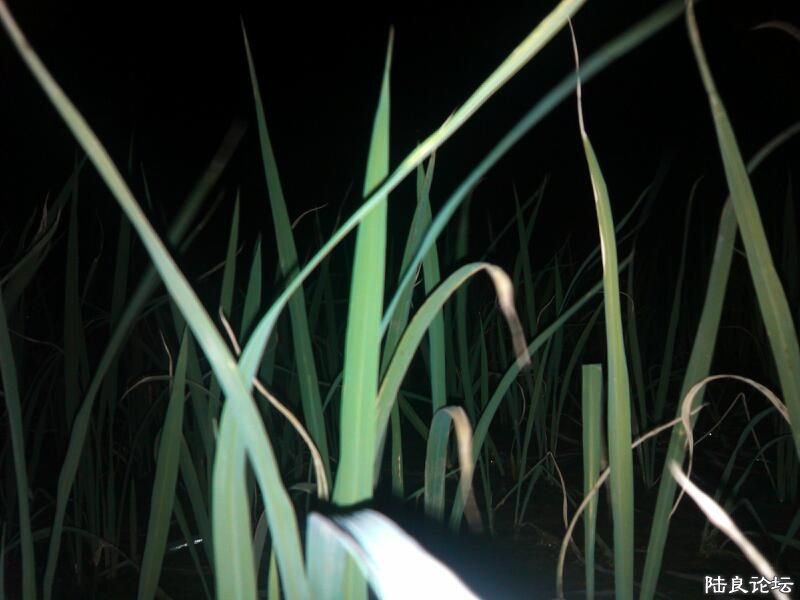 ���ļ�¼��-��������ҹ�µ�����