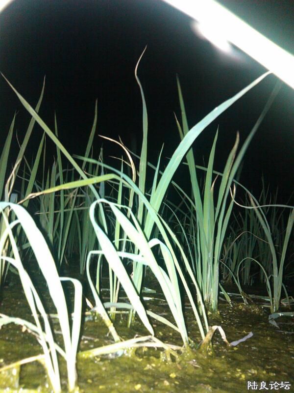 ���ļ�¼��-������ɫ�ĺ���