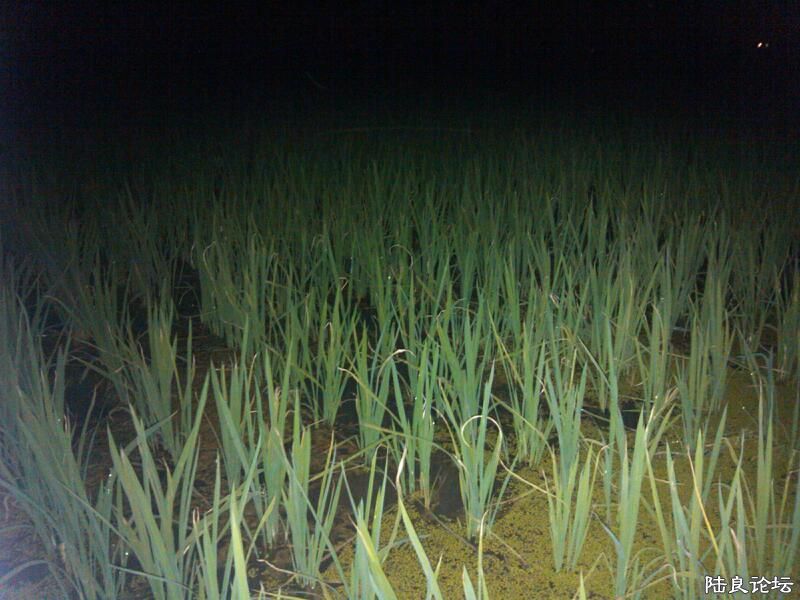 ���ļ�¼��-����ҹɫ��