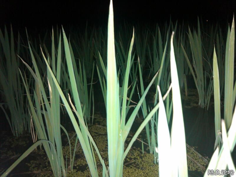 ���ļ�¼��-�����������Գɳ��ˣ�����ô��