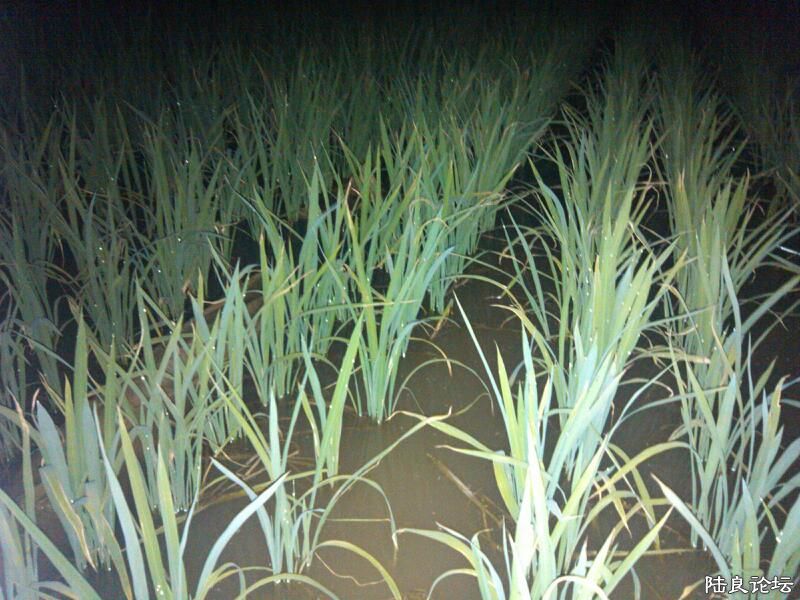 ���ļ�¼��-����ʲô��