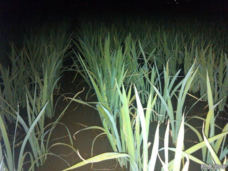 ���ļ�¼��-����ʲô��ʲô��