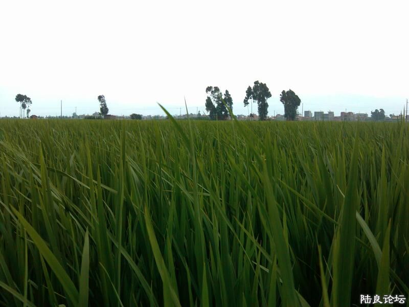 ���ļ�¼��-�ġ�����Ľ���