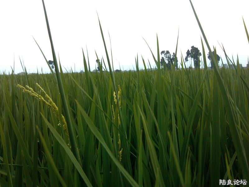 ���ļ�¼��-�ġ����³����ĵ���