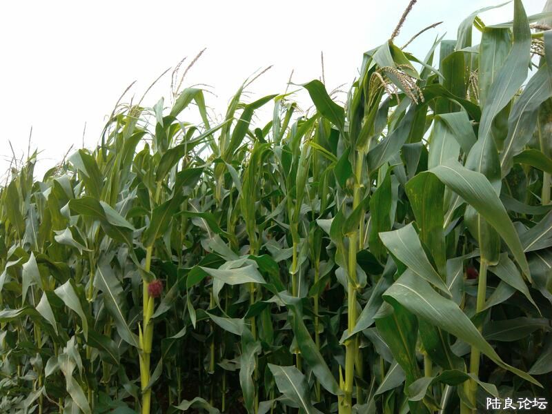 ���ļ�¼��-�ġ�ũ����ϲ���ֵ����׹Ϲ�