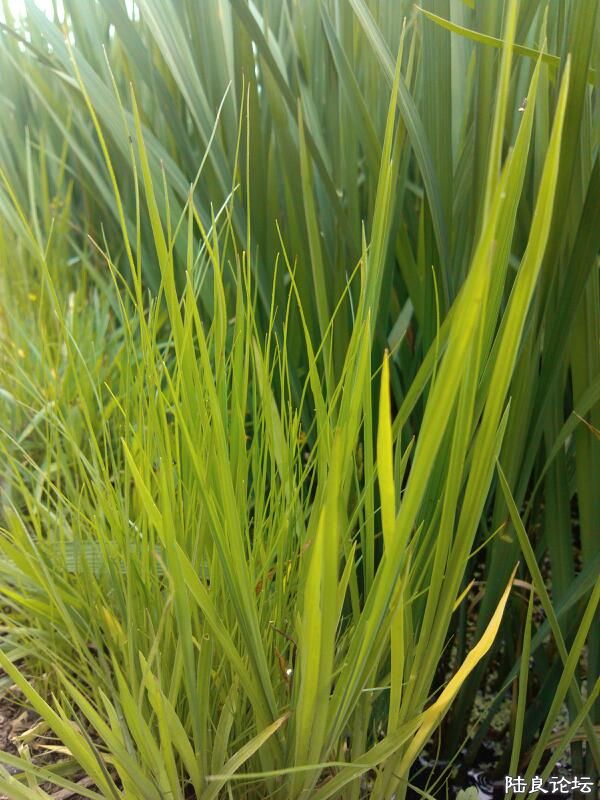 ���ļ�¼��-�ġ��﹡��Ե���������