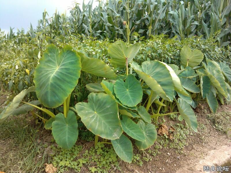 ���ļ�¼��-�ġ����󣬻��ǵ�Сʱ�򵽹��ӱߴ���ʱ�����ù���ʢ����