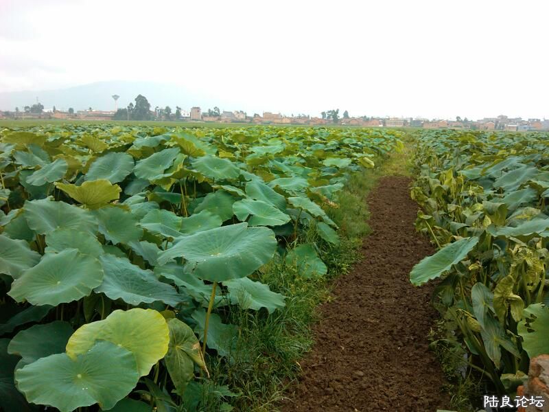 ���ļ�¼��-�ġ���Ӧ�ø��ܵõ������������ǹɵ��������㣬���������뵽��������ġ�����ҹɫ����������  ...