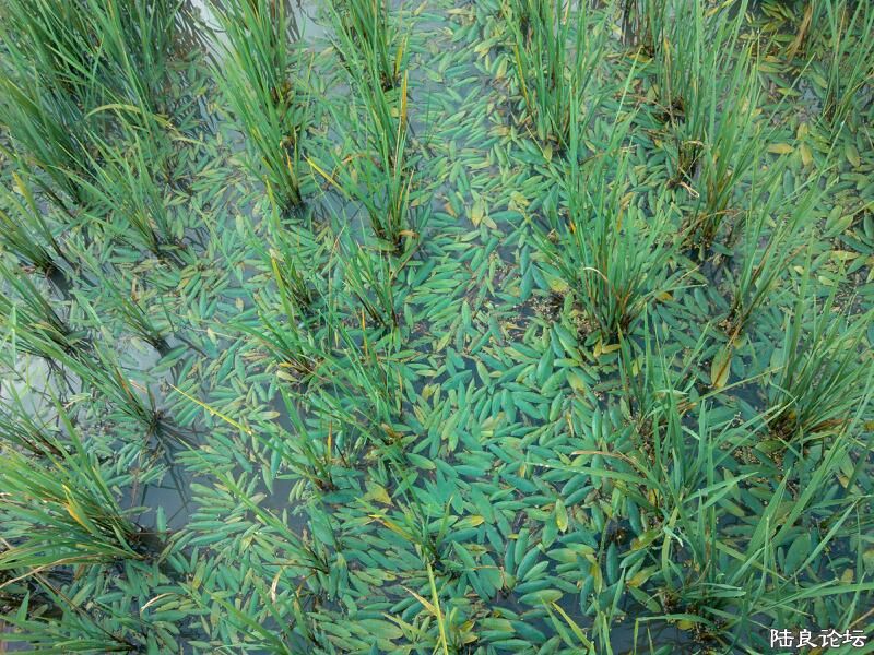 ���ļ�¼��-�ġ�����������СѼ�ӵĹ���