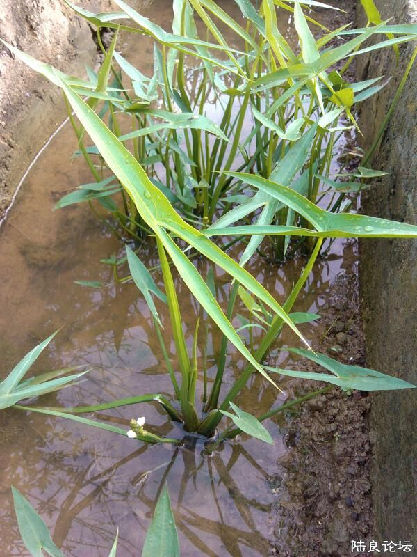 ���ļ�¼��-�ġ�Ұ����