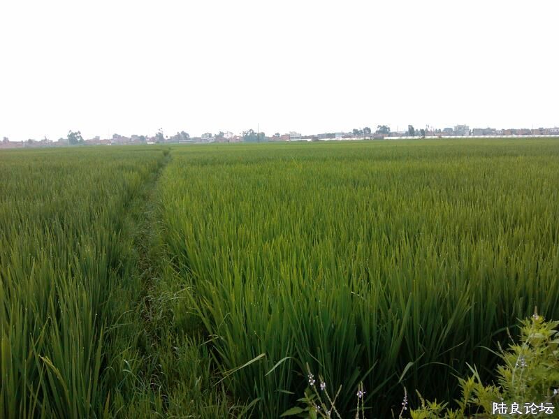 ���ļ�¼��-�ġ��ݹ�������һ��