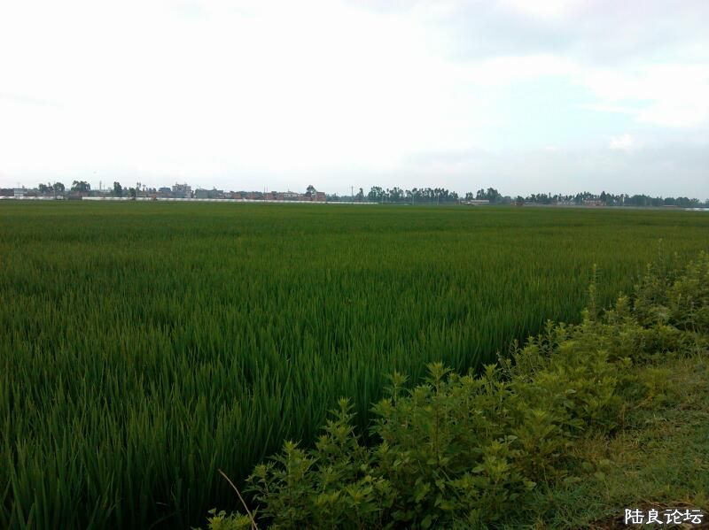 ���ļ�¼��-�ġ�����ϣ������Ұ