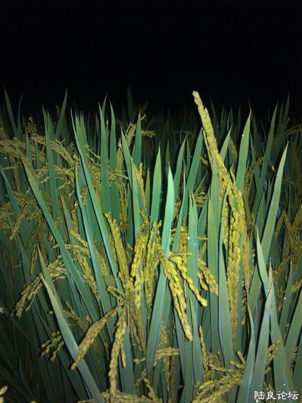 ���ļ�¼��-�ġ���ĩ����Ľ���