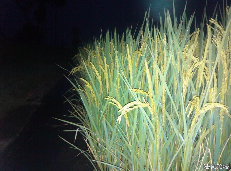 ���ļ�¼��-������