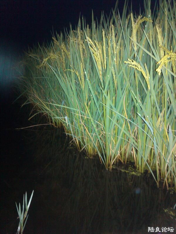 ���ļ�¼��-�ҹ�������