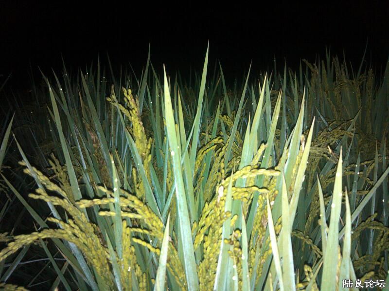 ���ļ�¼��-�������һ�ֳɳ�