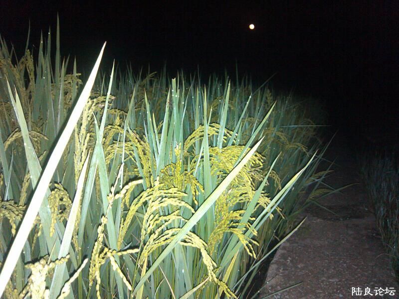 ���ļ�¼��-��������������ٸ�����������ҹ��