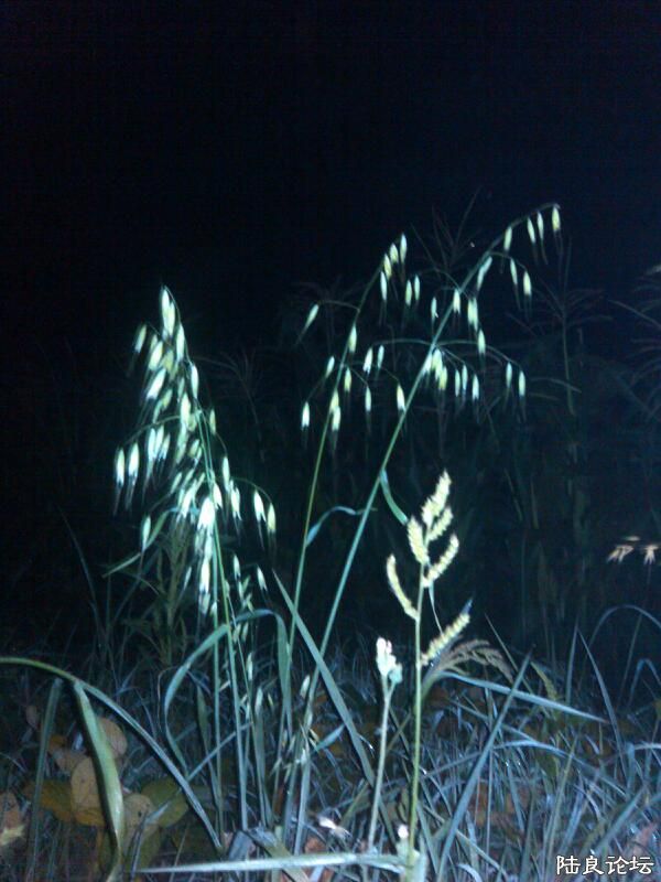 ���ļ�¼��-�Ұ���