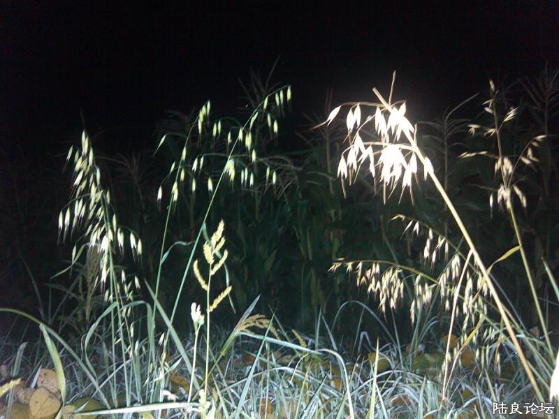 ���ļ�¼��-�ҹ��������