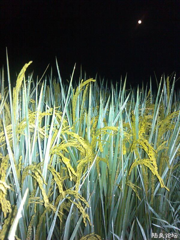 ���ļ�¼��-������ҳ�