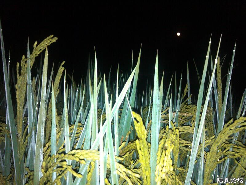 ���ļ�¼��-�����ҡҡͷ