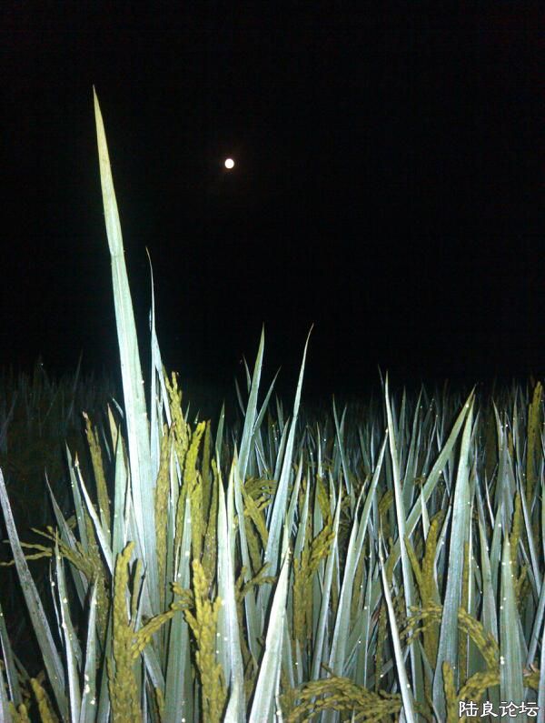 ���ļ�¼��-��������