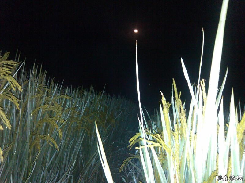 ���ļ�¼��-�Ҷ��