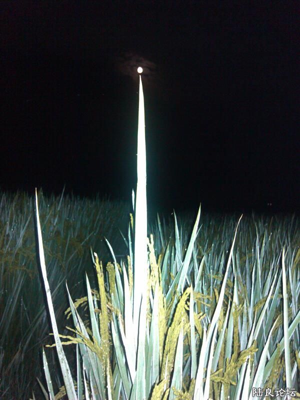 ���ļ�¼��-����黹��¶��