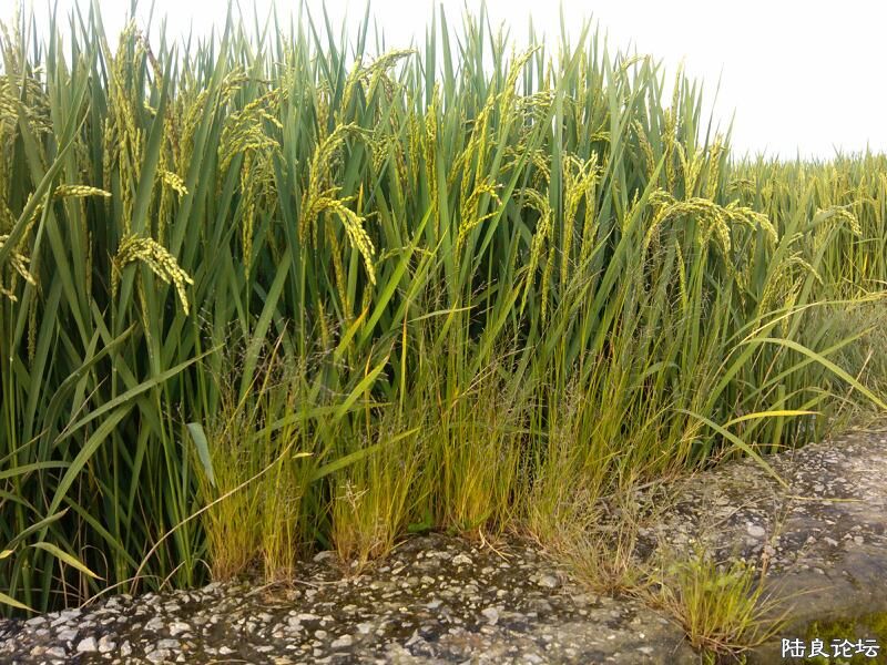 ���ļ�¼��-�������С��Ҳ��