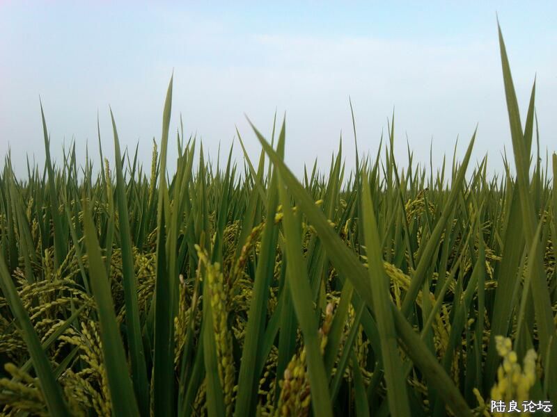 ���ļ�¼��-����ܰ�ð��ͷ