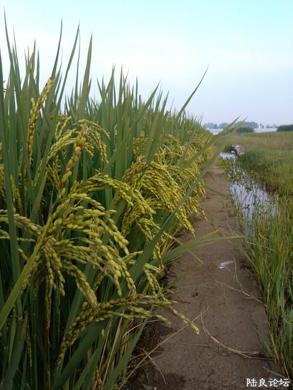 ���ļ�¼��-�·�ߣ���ߣ�ˮ��...