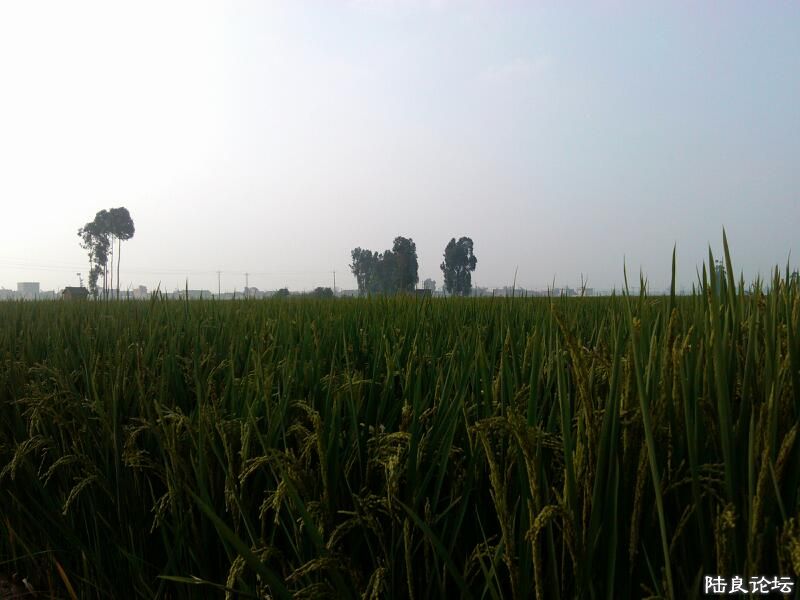 ���ļ�¼��-�Զ����һ�������ҵ���ľ