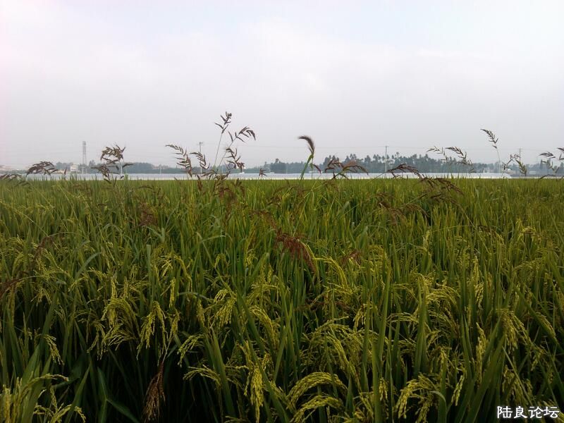 ���ļ�¼��-������/Ұ�޲�