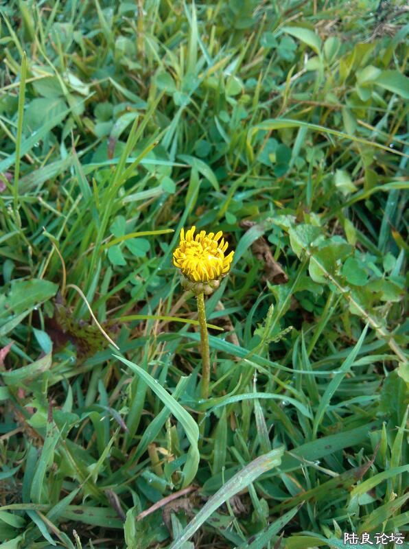 ���ļ�¼��-��ѹ�Ӣ����Ҳ��������Ư��