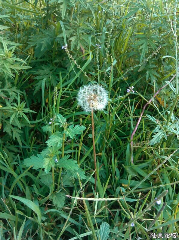 ���ļ�¼��-�Ȼ���Ƕ仨�������