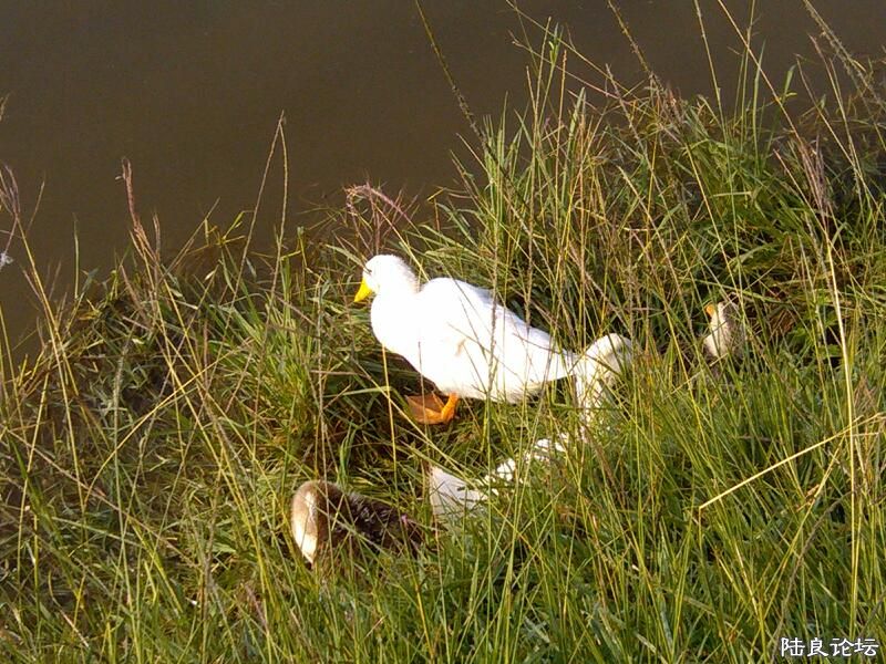 ���ļ�¼��-�ѼȺ�е�˼����