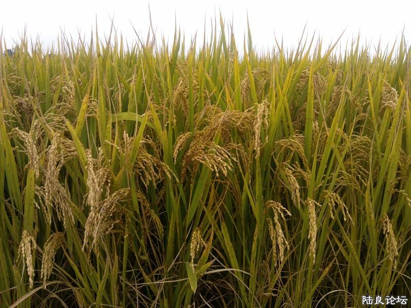 ���ļ�¼��-��������Ϣ