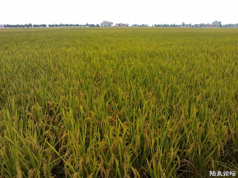 ���ļ�¼��-�Ȼ���������