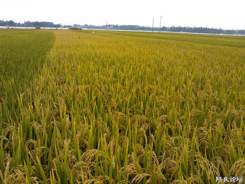 ���ļ�¼��-����Ǹ��ų���