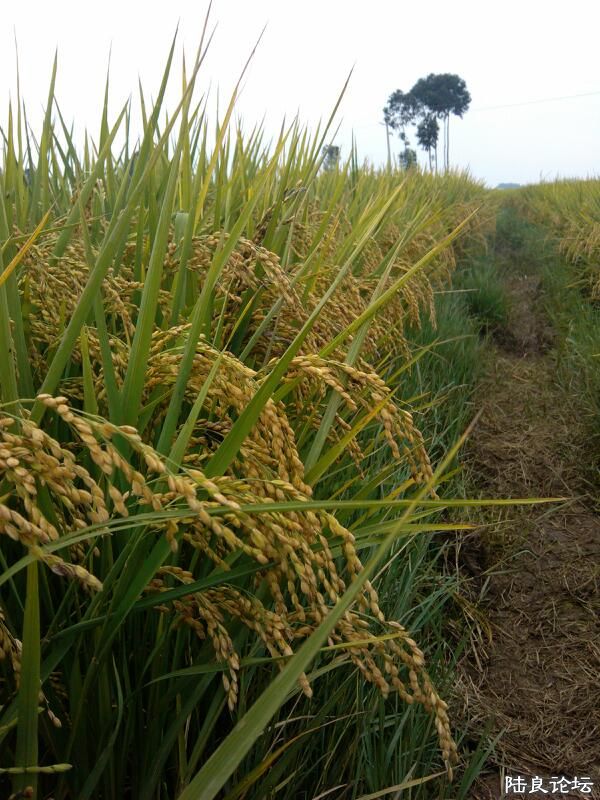 ���ļ�¼��-��������������