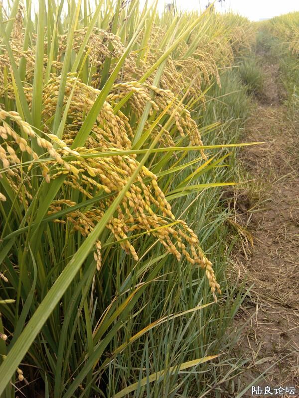 ���ļ�¼��-���ͷ��΢Ц