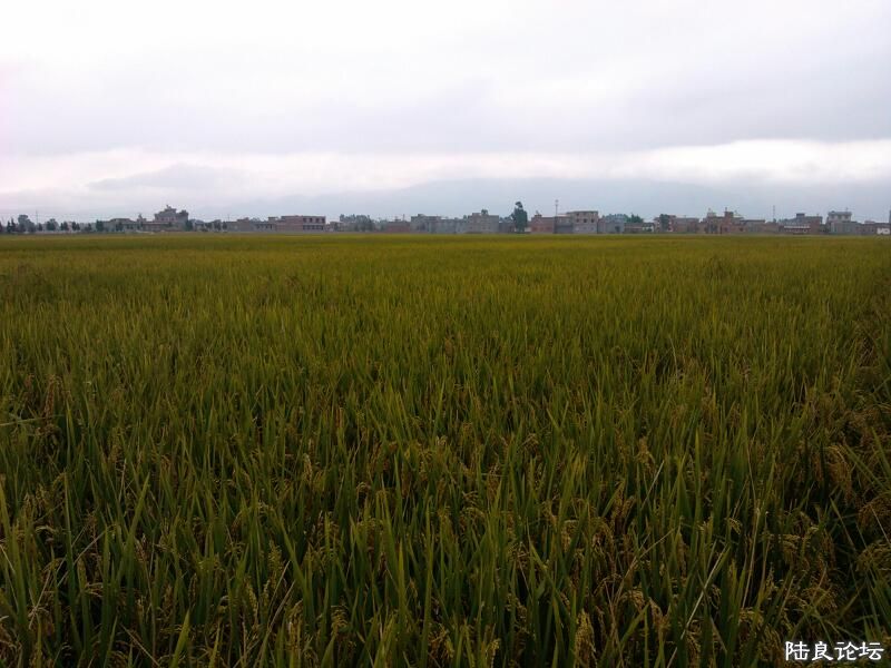 ���ļ�¼��-�����Ľ���