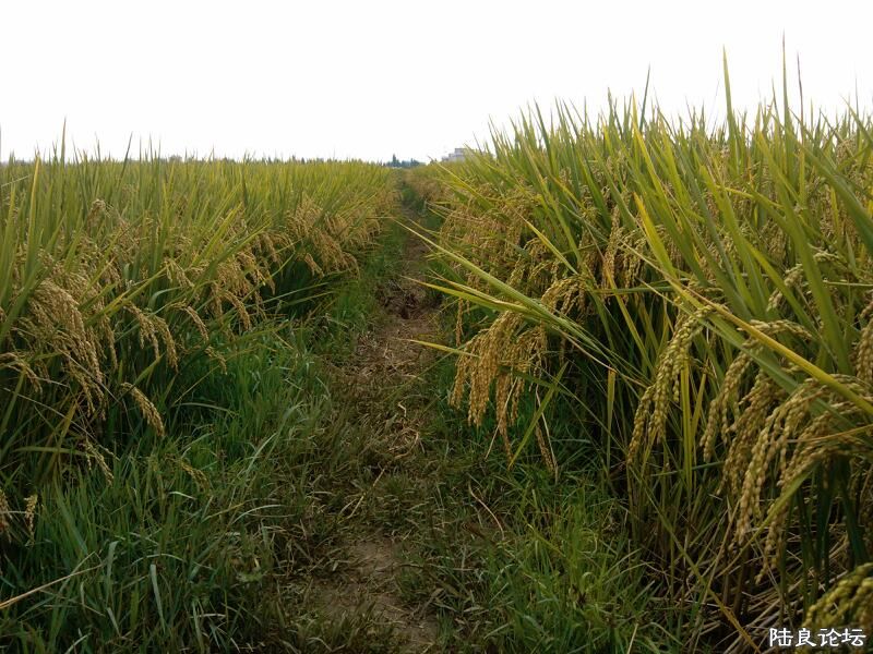 ���ļ�¼��-������м��ǵ�·