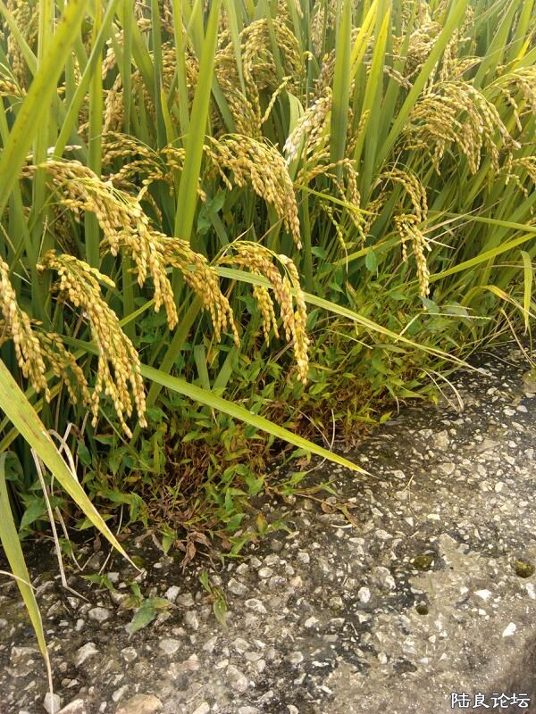 ���ļ�¼��-����µĵ���